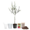 Olive Starter Kit -Garden Plant Shop Arbequina Olive Ki 600x600t