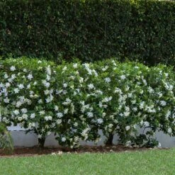 August Beauty Gardenia Shrub 8 August Beauty Gardenia Shrub -Garden Plant Shop August Beauty Gardenia 1 BB