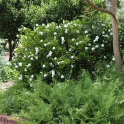 August Beauty Gardenia Shrub 9 August Beauty Gardenia Shrub -Garden Plant Shop August Beauty Gardenia 4 FGT