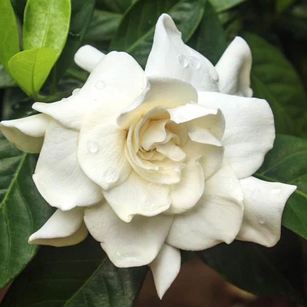 August Beauty Gardenia Shrub 3 August Beauty Gardenia Shrub