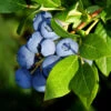 Aurora Blueberry Bush 2 Aurora Blueberry Bush -Garden Plant Shop Aurora Blueberry BB 600x600 45243bd5 1e1b 42e2 8688 b0e3b6521303