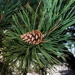 Austrian Pine Tree 10 Austrian Pine Tree -Garden Plant Shop Austian Pine Tree 5 BB