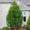Austrian Pine Tree -Garden Plant Shop Austian Pine Tree BB 600x600 f50b01b1 6574 404c b9b1 a95912148211
