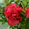 Autumn Fire® Encore® Azalea Shrub -Garden Plant Shop Autumn Fire Encore Azalea BB 600x600 8054b358 d244 4b3c ab32 49b9ac607591