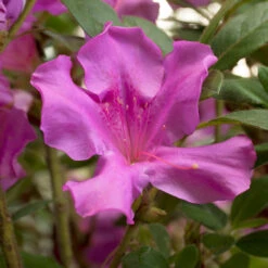 Autumn Royalty® Encore® Azalea Shrub -Garden Plant Shop Autumn Royalty Encore Azalea 4 BB