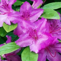 Karen Azalea -Garden Plant Shop Azalea Karen 2