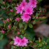Karen Azalea -Garden Plant Shop Azalea Karen BB 600x600 f0d9f499 dac9 4787 ba01 f22801bb157e