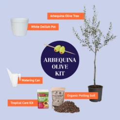 Olive Starter Kit 8 Olive Starter Kit -Garden Plant Shop BB ArbequinaOliveKitGraphic
