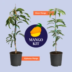 Mango Kit -Garden Plant Shop BB MangoKitGraphic