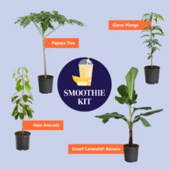Smoothie Kit 11 Smoothie Kit -Garden Plant Shop BB SmoothieKitGraphic