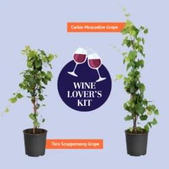 Tara Scuppernong Grape Vine -Garden Plant Shop BB Wine Lovers Kit Graphic af89dc3e 56e4 494f 8d72 043675baef37