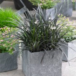 Black Mondo Grass 8 Black Mondo Grass -Garden Plant Shop BLack Mondo Grass 1 BB