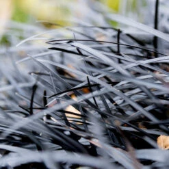 Black Mondo Grass 9 Black Mondo Grass -Garden Plant Shop BLack Mondo Grass 2 BB
