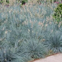 Blue Festuca Grass (Blue Fescue) -Garden Plant Shop BLue Fescue Grass 1 FGT