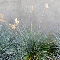 Blue Festuca Grass (Blue Fescue) -Garden Plant Shop BLue Fescue Grass 4 BB