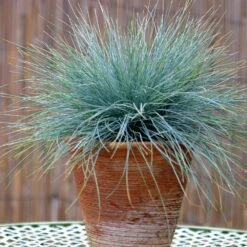 Blue Festuca Grass (Blue Fescue) -Garden Plant Shop BLue Fescue Grass 5