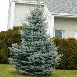 Baby Blue Spruce Tree -Garden Plant Shop Baby Blue 1