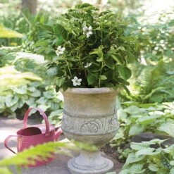 Bushel And Berry® Baby Cakes Blackberry® Bush -Garden Plant Shop Baby Cakes Blackberry 1