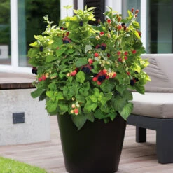 Bushel And Berry® Baby Cakes Blackberry® Bush -Garden Plant Shop Baby Cakes Blackberry 3