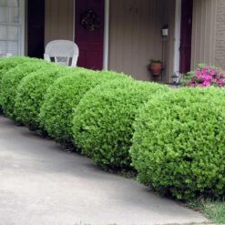 Baby Gem™ Boxwood Shrub -Garden Plant Shop Baby Gem 2