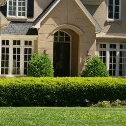 Baby Gem™ Boxwood Shrub -Garden Plant Shop Baby Gem 4