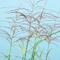 Miscanthus Bandwidth (Chinese Silver Grass) -Garden Plant Shop Bandwidth Maiden Grass 2