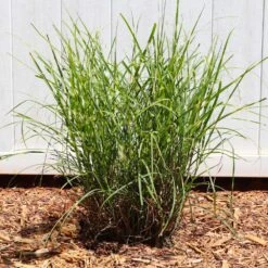 Miscanthus Bandwidth (Chinese Silver Grass) -Garden Plant Shop Bandwidth Maiden Grass 4