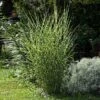 Miscanthus Bandwidth (Chinese Silver Grass) -Garden Plant Shop Bandwidth Maiden Grass BB 600x600 6319860b b24a 47c6 8c02 e3ee81009522