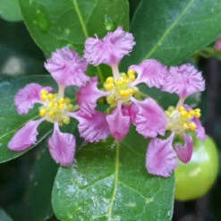 Barbados (Acerola) Cherry -Garden Plant Shop Barbadoes Cherry 1