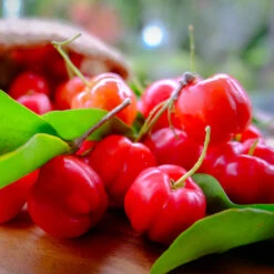 Barbados (Acerola) Cherry -Garden Plant Shop Barbadoes Cherry 3 BB
