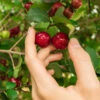 Barbados (Acerola) Cherry -Garden Plant Shop Barbadoes Cherry BB 600x600 1097e465 88e8 49fc a6c1 aca16d939248