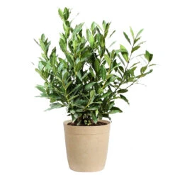 Bay Laurel -Garden Plant Shop Bay Laurel 3G Delilah Tan pot