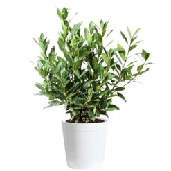 Bay Laurel -Garden Plant Shop Bay Laurel 3G Delilah White pot
