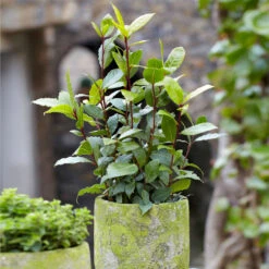 Bay Laurel -Garden Plant Shop Bay Laurel Shrub BB 2b042953 1808 4cc7 b95a 26649630d860