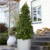 Bay Laurel Tree -Garden Plant Shop Bay Laurel Tree Saratoga 2 600x600 a7ffc3ed 756f 4f57 a561 e328dd9bcc64