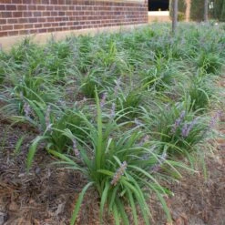 Big Blue Liriope Plant 8 Big Blue Liriope Plant -Garden Plant Shop Big Blue Liriope 1