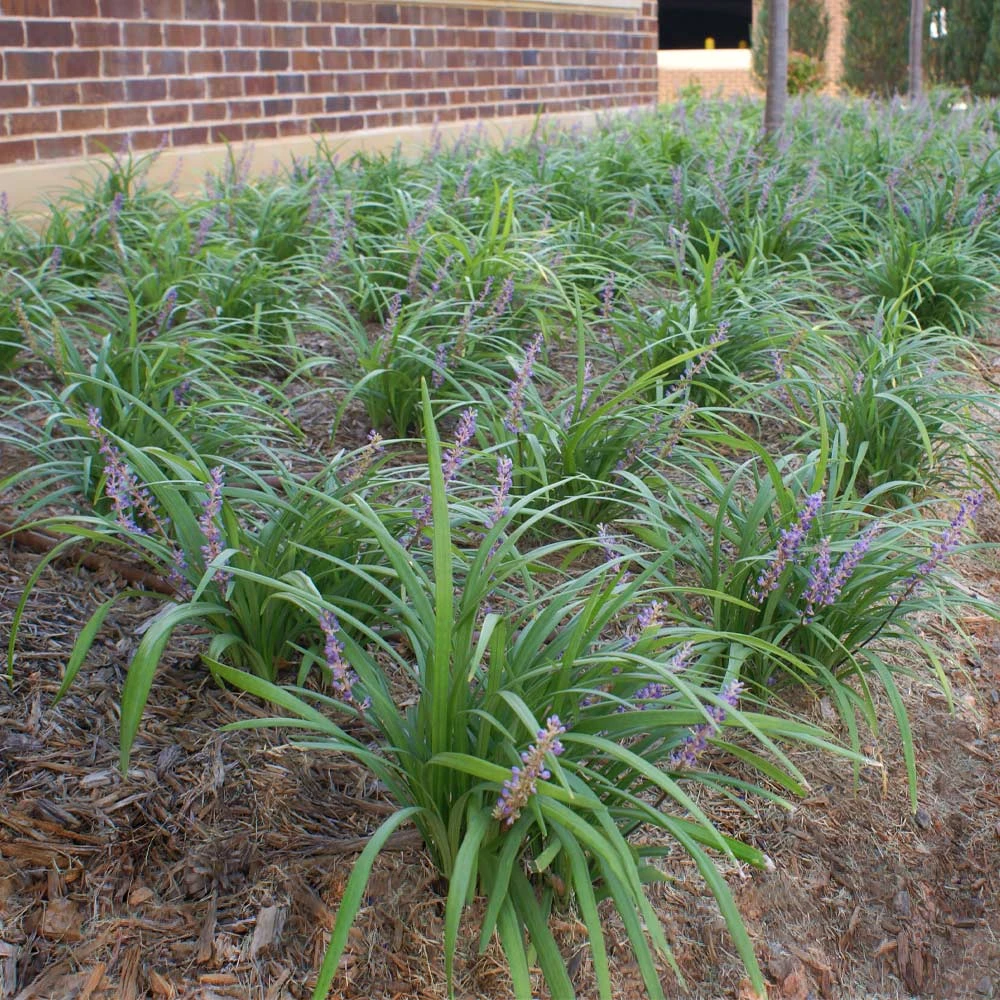 Big Blue Liriope Plant 5 Big Blue Liriope Plant - Image 3