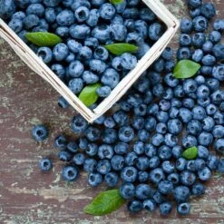 Biloxi Blueberry Bush -Garden Plant Shop Biloxi Blueberry 1