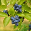 Biloxi Blueberry Bush -Garden Plant Shop Biloxi Blueberry 600x600 4b59ba12 0c7d 42b9 927e 43216bfc9ff9