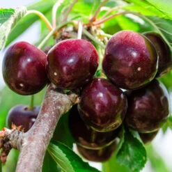 Bing Cherry -Garden Plant Shop Bing Cherry Tree 2 BB