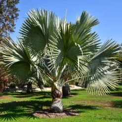 Bismarck Palm Tree -Garden Plant Shop Bismark palm 1 BB