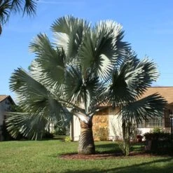 Bismarck Palm Tree -Garden Plant Shop Bismark palm 4 BB