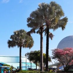 Bismarck Palm Tree -Garden Plant Shop Bismark palm 7