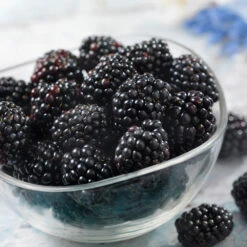 Black Satin Thornless Blackberry -Garden Plant Shop Black Satin Blackbery 6 BB