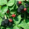 Black Satin Thornless Blackberry -Garden Plant Shop Black Satin Blackbery BB 600x600 f098697d 8358 46b2 96a2 4de7224e373f
