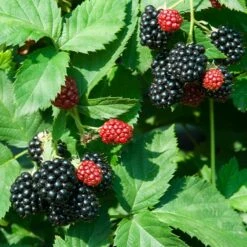 Black Satin Thornless Blackberry