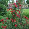 Blaze Improved Climbing Rose -Garden Plant Shop Blaze Improved Rose BB 600x600 7b2c3f77 53e0 4fbd a8ca 348975bfdde3