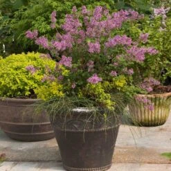 Bloomerang® Purple Reblooming Lilac Shrub -Garden Plant Shop Bloomerang Lilac Shrub 1