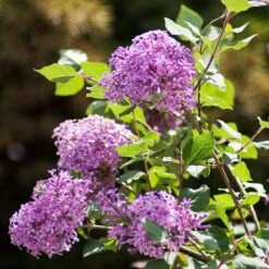 Bloomerang® Purple Reblooming Lilac Shrub -Garden Plant Shop Bloomerang Lilac Shrub 2