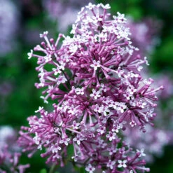 Bloomerang Purple Lilac Tree -Garden Plant Shop Bloomerang Lilac Shrub 4 BB 52479a65 b9ec 42da bf90 46a44dee596f